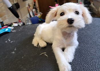 Glory Dogs Grooming & Petcare