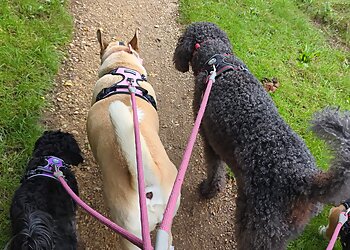 Gloucester Dog Walker-Happy Paws