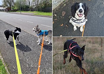 Glyn Alyn Pet Services