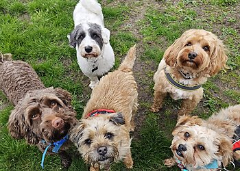 Go Walkies Pet Services