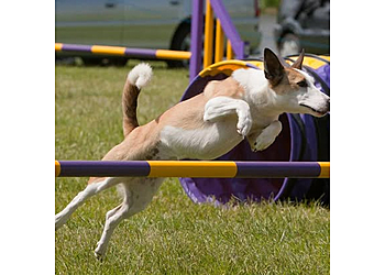 Golden Valley Dog Training Club