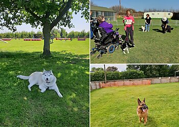 Golden Valley Dog Training Club
