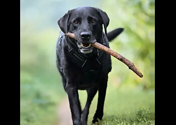 Good Dog Pet Care Services