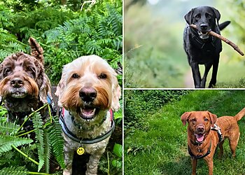 Good Dog Pet Care Services