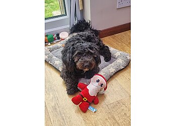 Good Dog Training Your Dog Positively