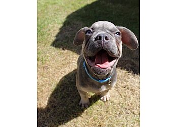 Good Dog Training Your Dog Positively