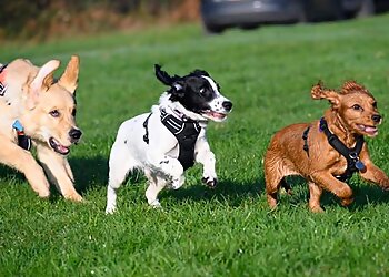 Goodall Dog Training