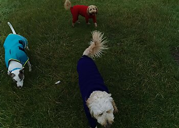 Gordon’s Dog Walking Service