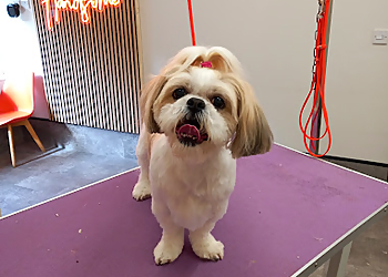 Gorgeous & Handsome Hounds