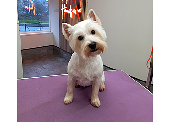 Gorgeous & Handsome Hounds