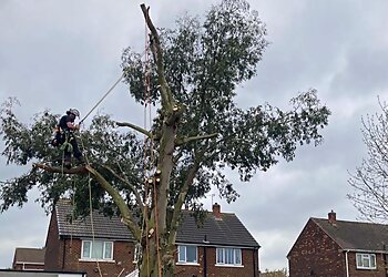 Great Oak Tree Services Ltd.