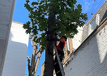 Waltham Abbey tree services  Green Canopy Consultancy and Tree Surgery image 1