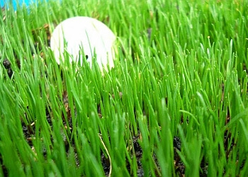 Greensleeves Lawn Care Somerset