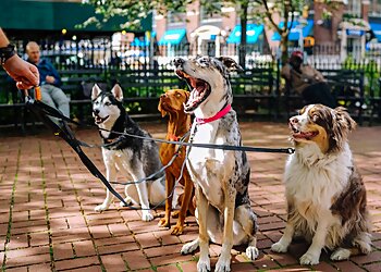 North Lanarkshire dog walkers Greta' Adventures Pet Services image 1