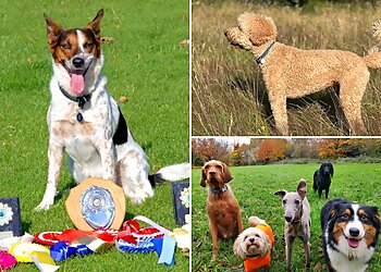 H&H Dog Training Ltd