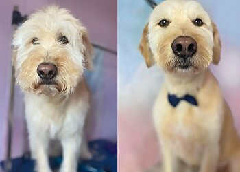 Hair Bears Dog Grooming