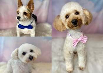 Hair Bears Dog Grooming