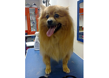 Hair Off The Dog Groomers