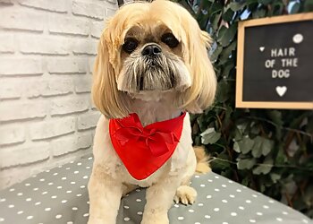 Hair of the Dog Salon