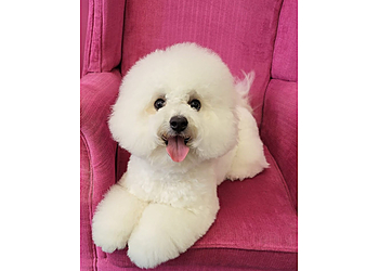 Hair of the Dog Salon