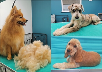 Hairy Poppins Hampshire