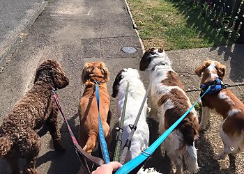 Canterbury dog walkers Handy Pet Services image 1