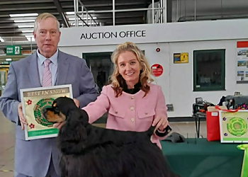 Hannahs Dog Grooming