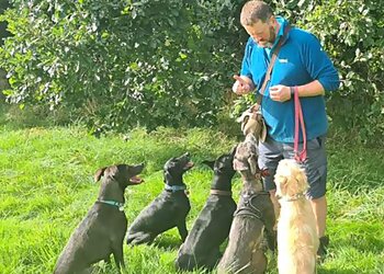 Halifax dog walkers Happy Days Dog Walking, Training and Pet Care Brighouse  image 1