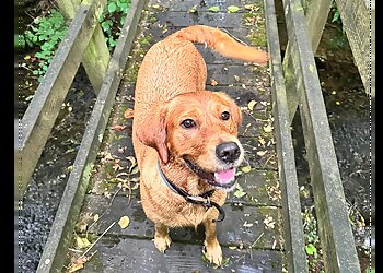 Happy Doggy Salisbury