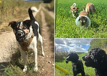 Happy Doggy Salisbury