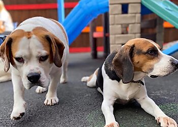 Tameside boarding kennels Happy Dogs Daycare image 1