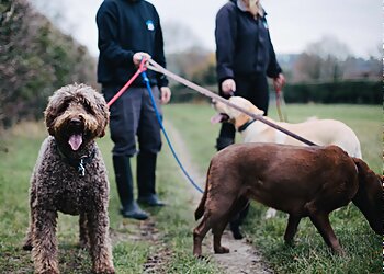 Winchester dog walkers Happy Hounds image 1