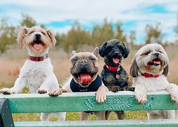 Happy Hounds Coventry