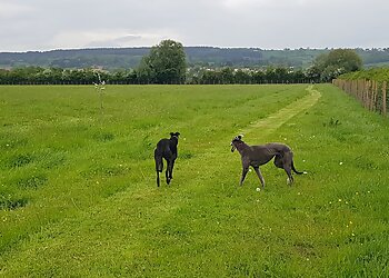 Happy Hounds Dog Training & Secure Dog Walking Fields