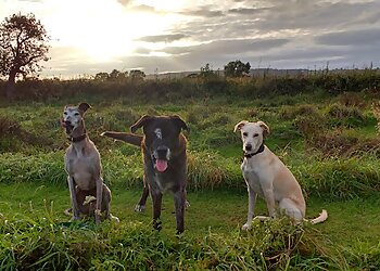 Happy Hounds Dog Training & Secure Dog Walking Fields