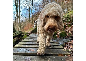 Happy Hounds Hebden Bridge