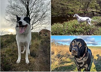 Happy Hounds Hebden Bridge