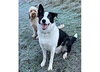 Calderdale dog walkers Happy Hounds Hebden Bridge image 1