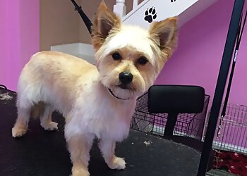 Cardiff pet grooming Happy Paws image 1