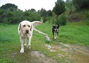 Happy Paws Dog Walking & Pet Sitting