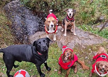 Happy Paws Dog Walking & Pet Services