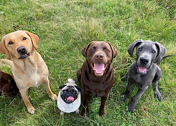 Happy Tails Dog Groomers
