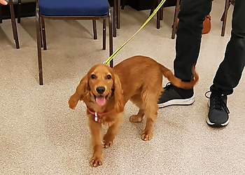 Happy Tails Training