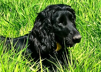 Happy Trail Dog Walks