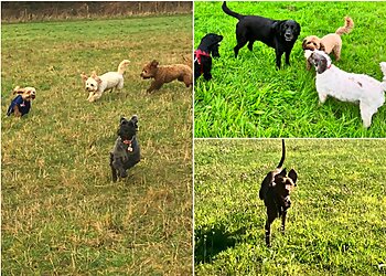 Happy Trail Dog Walks