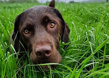 Happy Waggers & Sleepy Whiskers