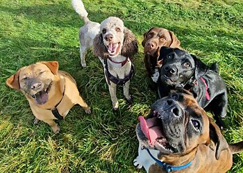 Stoke On Trent dog walkers Happy Waggers and Sleepy Whiskers image 1