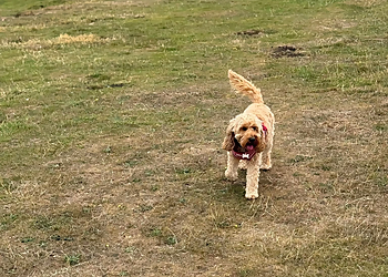 Happy walkers dog walking