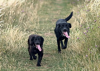 Happy walkers dog walking