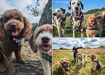 Harbour Tails Dog Club